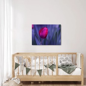 Obraz pąka tulipana (70x50 cm)