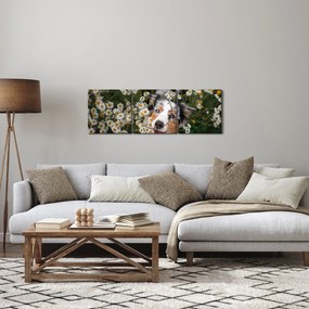 Obraz - Owczarek australijski (z zegarem) (90x30 cm)