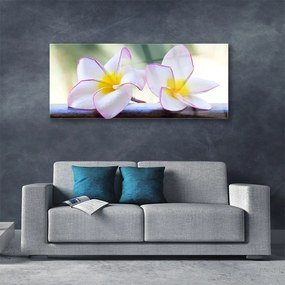 Obraz Akrylowy Kwiaty Płatki Plumeria