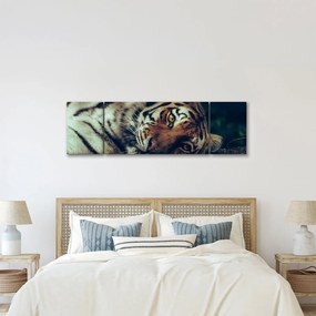 Obraz - tygrys syberyjski (170x50 cm)