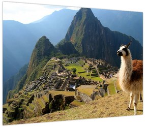 Obraz - Lama i Machu Picchu (70x50 cm)