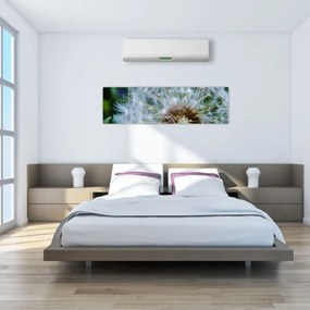 Obraz przekwitniętego dmuchawca (170x50 cm)