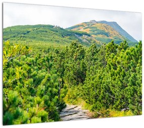 Obraz - Babia Góra, Polska (70x50 cm)