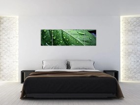 Obraz - Szczegół liścia po deszczu (170x50 cm)