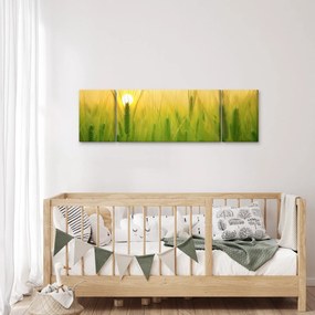 Obraz pola ze zbożem (170x50 cm)