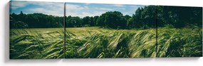 Obraz łąki i lasu (170x50 cm)