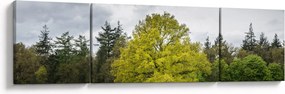 Obraz zielonego drzewa na środku pola (170x50 cm)