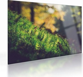Obraz na szkle mchu z grzybem (70x50 cm)