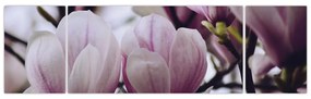 Obraz - Magnolia (170x50 cm)