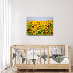 Obraz na szkle - Słoneczniki (70x50 cm)