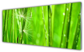 Obraz na Szkle Trawa Roślina Natura