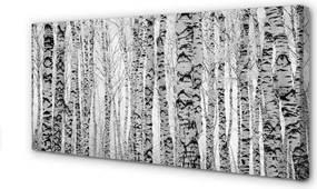 Fotoobraz na płótnie Czarno-Biały Las Brzozowy
