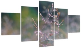 Obraz - Szczegół trawy (125x70 cm)
