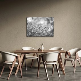 Obraz - Beżowa miękka trawa N⁰1 (70x50 cm)