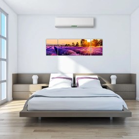 Obraz lawendowego pola (170x50 cm)