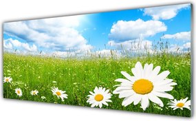 Panel Kuchenny Białe Stokrotki W Trawie