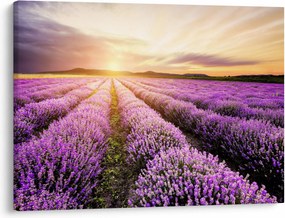 Obraz - Wschód słońca na polu lawendy (70x50 cm)