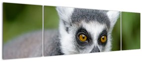 Obraz lemura (170x50 cm)