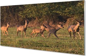 Panel Szklany Jelenie na Polu o Wschodzie Słońca