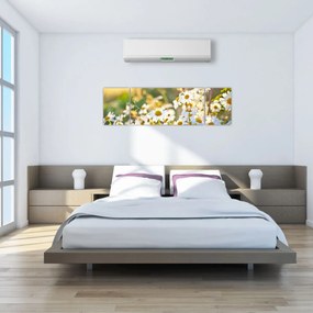 Obraz - Stokrotki (170x50 cm)