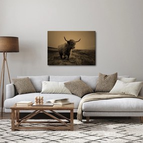 Obraz - Szkocka krowa na wolności (70x50 cm)