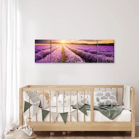 Obraz - Wschód słońca na polu lawendy (170x50 cm)
