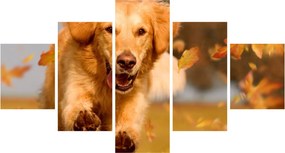 Obraz - Golden Retriever (125x70 cm)