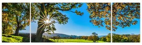 Obraz - widok pola (170x50 cm)