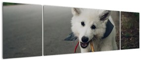 Obraz białego psa (170x50 cm)