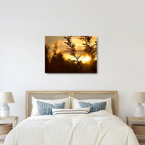 Obraz na szkle - słońce zachodzące za drzewami (70x50 cm)