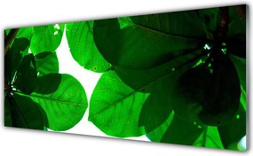 Panel Kuchenny Stylowy Motyw Botaniczny