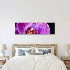 Zbliżenie kwiatu orchidei (170x50 cm)