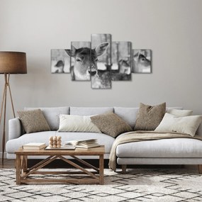 Obraz - Jelonki, czarno - biały (125x70 cm)
