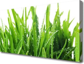 Fotoobraz na płótnie Soczysta Zielona Trawa