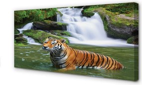 Zdjęcie na płótnie Tygrys przy Wodospadzie