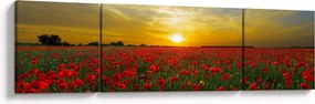 Obraz pola maków (170x50 cm)