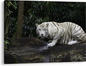 Obraz - Tygrys albinos (70x50 cm)