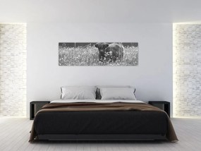 Obraz - Szkocka krowa 5, czarno - biały (170x50 cm)