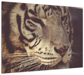 Obraz na szkle tygrysa (70x50 cm)