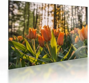 Obraz na szkle - kwiaty tulipanów (70x50 cm)