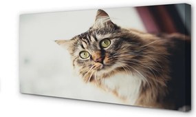 Obraz na płótnie Majestatyczny Maine Coon