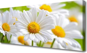 Obraz canvas Białe Stokrotki w Polu