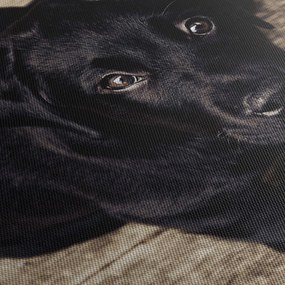 Obraz czarnego szczeniaka (70x50 cm)