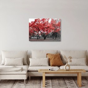 Obraz na szkle - Czerwone drzewa, Central Park, New York (70x50 cm)