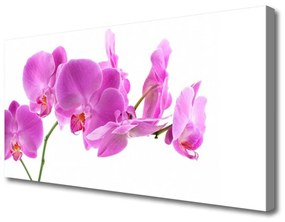 Obraz na Płótnie Kwiaty Roślina Natura