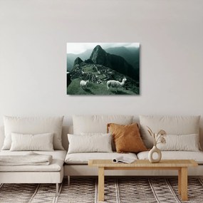 Obraz na szkle - Lamy w Machu Picchu w Peru (70x50 cm)