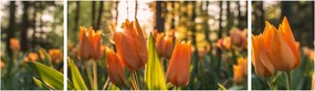 Obraz - kwiaty tulipanów (170x50 cm)
