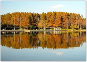 Foto obraz szklany Las nad jeziorem
