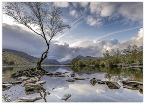 Obraz na szkle - rzeka z drzewem (70x50 cm)