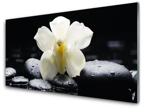 Obraz Szklany Kwiat Orchidea Roślina
